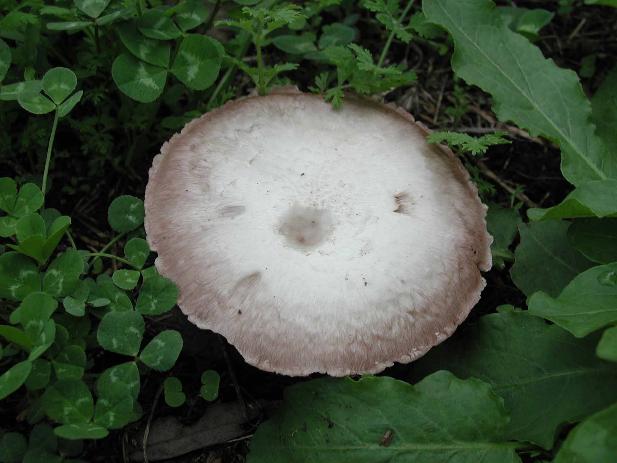 Aiuto per determinazione